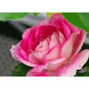 四季咲き強香バラ苗 ダブルデライト 2年生大苗 6号ポット : 苗木