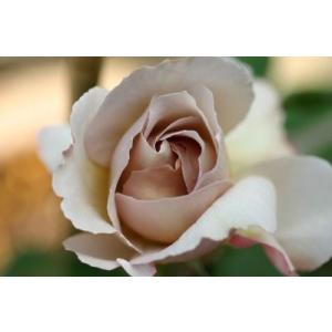 ルクソール（バラ苗：ロサ・オリエンティス） 大苗予約 7号鉢植え