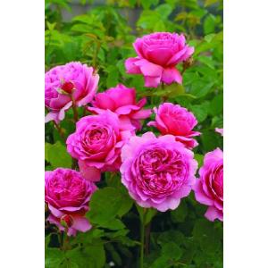 【ロアルドダール】　イングリッシュローズ　苗 ロアルド・ダール裸苗 - Roald Dahl (Ausowlish) – David Austin Roses
