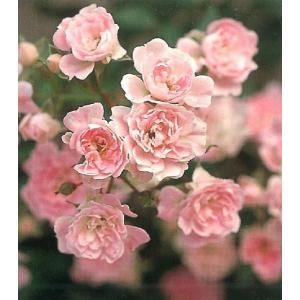 小輪つるバラ ピンク 苗 の商品一覧 花 ガーデニング 通販 Yahoo ショッピング
