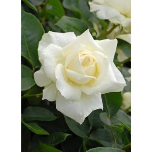芳純（バラ苗：四季咲き大輪系） 大苗 : 大神ファームYahoo!店 - 通販