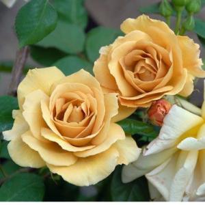 芳純（バラ苗：四季咲き大輪系） 大苗 : 大神ファームYahoo!店 - 通販
