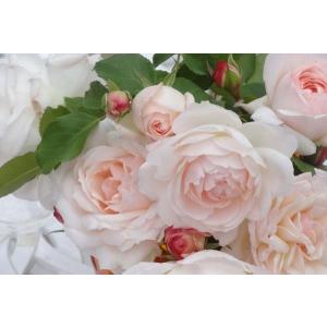 クリスマスローズ開花株 DDホワイトアフロディーテ 243 現品限り