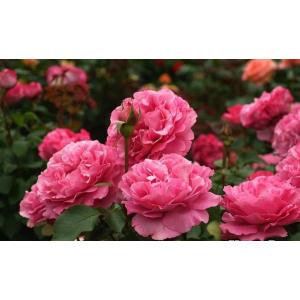 イブピアッチェ バラ苗の商品一覧 通販 Yahoo ショッピング