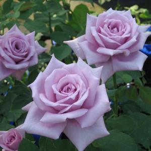 青いバラ 苗の商品一覧 通販 Yahoo ショッピング