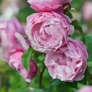 ルクソール（バラ苗：ロサ・オリエンティス） 大苗予約 7号鉢植え