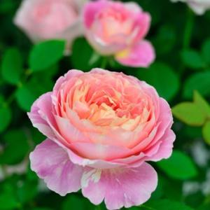 ポルト・ブルー（バラ苗：ロサ・オリエンティス） 大苗予約 7号