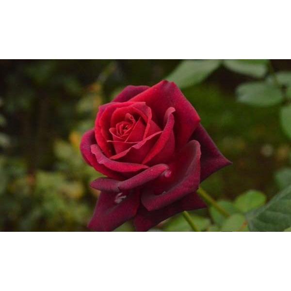 グレーフィン・ディアナ（バラ苗：四季咲き大輪系）　大苗予約　《農林水産省　登録品種》