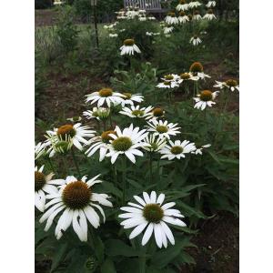 エキナセア 苗 ホワイト 花 ガーデニング の商品一覧 通販 Yahoo ショッピング