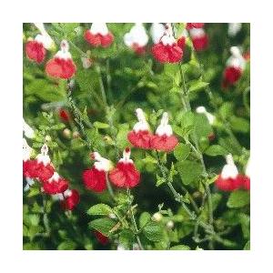 チェリーセージ　ホットリップス（ハーブ苗）