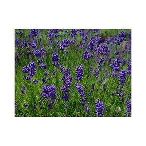 ラベンダー・濃紫早咲3号（イングリッシュ系）（ハーブ苗） : 大神