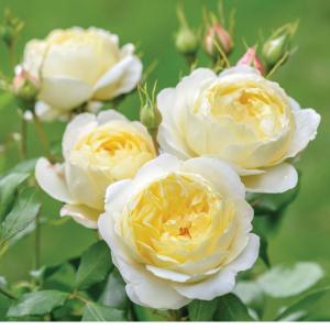 バラ ベルローズ 苗 の商品一覧 花 ガーデニング 通販 Yahoo ショッピング