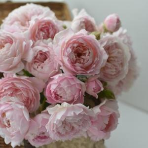 Rosa Orientis ルクソール 大苗　苗 バラ苗 楽天市場】予約販売 バラ苗 バラ大苗 ロサ オリエンティス ルクソール