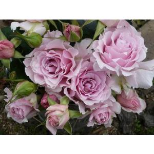 バラ マリエの商品一覧 通販 Yahoo ショッピング