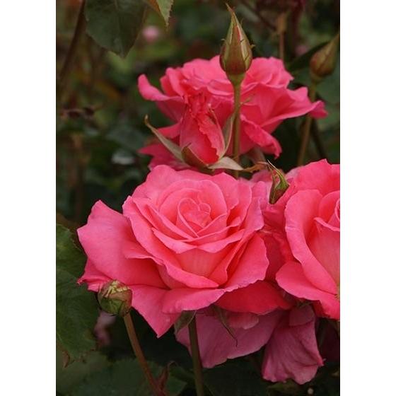 芳純（バラ苗：四季咲き大輪系）　大苗予約