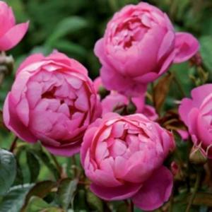 ロアルド・ダール（Ausowlish）（バラ苗：イングリッシュローズ） 大苗