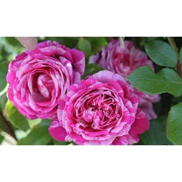 フランボワーズ・バニーユ（バラ苗：つるバラ）　大苗予約　《農林水産省　登録品種》