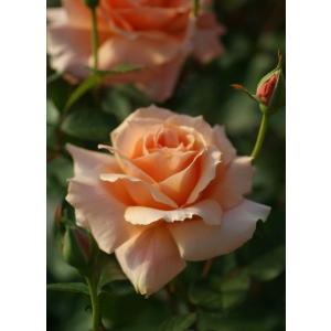 ザ・ミル・オン・ザ・フロス（Austulliver）（バラ苗：イングリッシュ