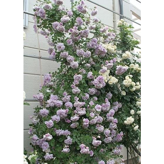 レイニーブルー(バラ苗:つるバラ)　大苗予約　《農林水産省　登録品種》PVP