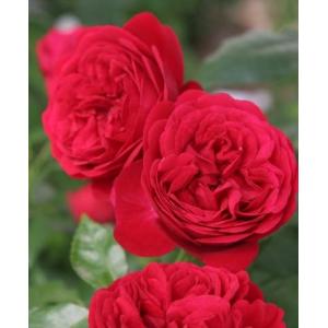木曜日まで！値下げ！濃グリーンリップ♪2本植え⭐クリスマスローズ、大苗、開花株 予約販売 クリスマスローズ苗 グリーンリップ・利休系 12cmポット 送料