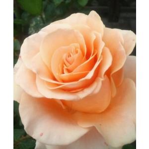 メアリー・ディレイニー(Ausorts)（バラ苗：イングリッシュローズ