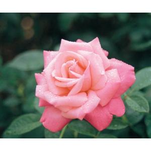 四季咲き⭐️大輪薔薇１５品種⭐️１５ポット 芳純（バラ苗：四季咲き大輪系） 大苗 : 大神ファームYahoo!店 - 通販