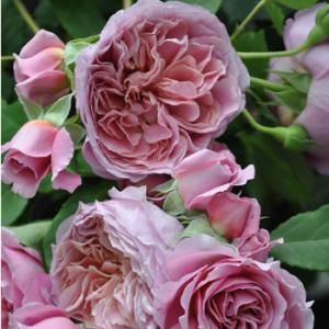 国華園 洋蘭苗 もじゃマトフィラム 花芽付き 1株 観葉植物 送料込み