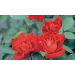 四季咲き⭐️大輪薔薇１５品種⭐️１５ポット 芳純（バラ苗：四季咲き大輪系） 大苗 : 大神ファームYahoo!店 - 通販