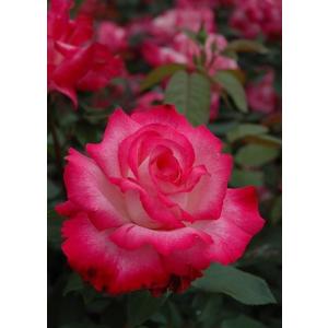 希望（バラ苗：四季咲き大輪系） 大苗 : 大神ファームYahoo!店 - 通販