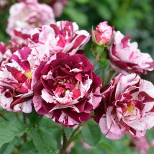 和薔薇大苗 予約販売 バラ苗 バラ大苗 ドリュ ニューイマジン 契約品種 四季咲き