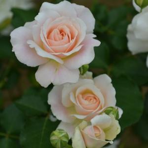 ポルト・ブルー（バラ苗：ロサ・オリエンティス） 大苗予約 7号鉢植え