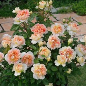 （正規品）大苗10号鉢　ポルトブルー　ロサオリエンティス　バラ苗　ロサオリ 初心者🔰のバラ栽培日記/ロサオリの2024年春の新品種ポルト