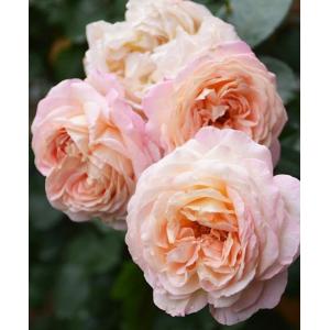 ルクソール（バラ苗：ロサ・オリエンティス） 大苗予約 7号鉢植え