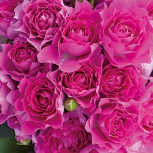 ロサオリエンの商品一覧 通販 Yahoo ショッピング