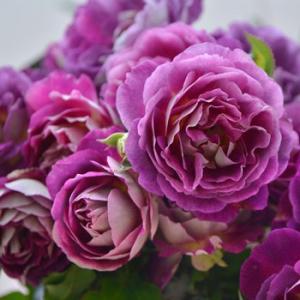 クリスマスローズ開花株 DDダークローズ（認定ラベル有ります） 100