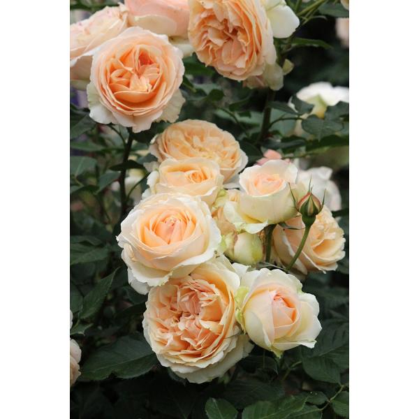 ジェヌヴィエーヴ・オルシ(バラ苗：ギヨー社・フランス）　大苗予約　《契約品種》