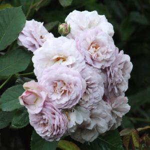 薔薇 ラピスラズリ（ロサ・オリエンティス）四季咲き : 日本ライン花木