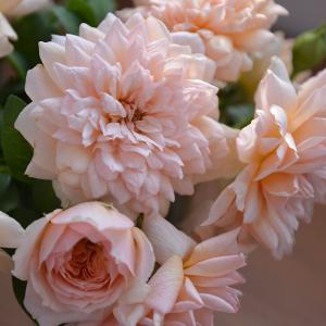 ポルト・ブルー（バラ苗：ロサ・オリエンティス） 大苗 7号鉢植え