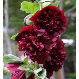 コーデックス：メキシコ亀甲竜 ディオスコレア マクロスタチア*塊幅