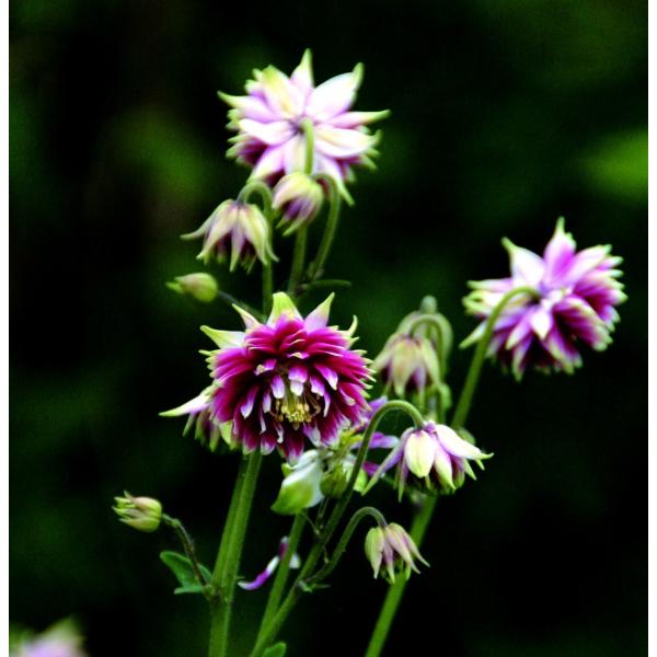 西洋オダマキ・ノラバロー　宿根草　ガーデニング用（10.5cmポット）