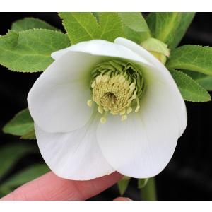 クリスマスローズ ウィンターシンフォニーシリーズ：オーレア系