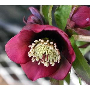 クリスマスローズ ウィンターシンフォニーシリーズ：オーレア系