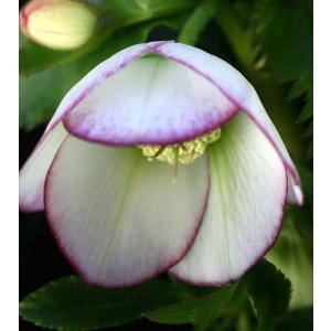 クリスマスローズ ウィンターシンフォニーシリーズ：オーレア系