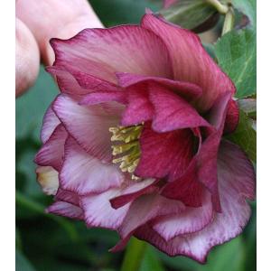 クリスマスローズ ダブル/(ピンク系)3.5〜4寸苗 : 岩崎園芸ネット