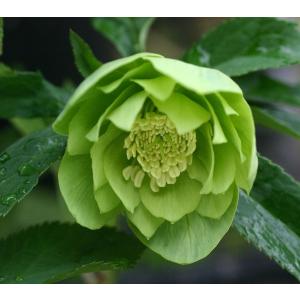 クリスマスローズ苗　ウィンターシンフォニー　蕾付きです クリスマスローズ ウィンターシンフォニーシリーズ：オーレア系