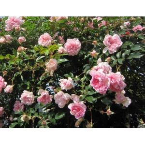 フランソワ・ジュランビル（バラ苗：オールドローズ）　大苗予約　つる性