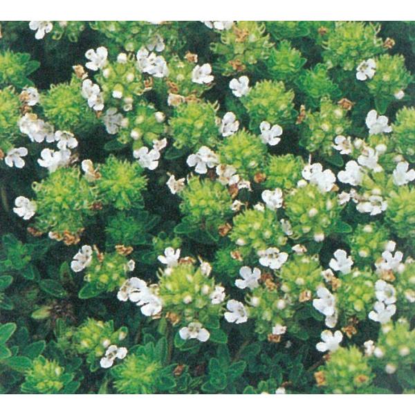 クリーピングタイム（白花）　ハーブ苗