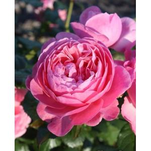 バラ苗 バラ大苗 イングリッシュローズ LDブレスウェイト 薔薇 ばら