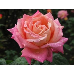 希望（バラ苗：四季咲き大輪系） 大苗 : 大神ファームYahoo!店 - 通販