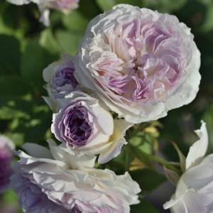ルクソール（バラ苗：ロサ・オリエンティス） 大苗予約 7号鉢植え